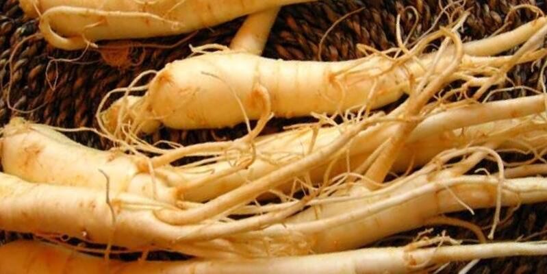 La racine de ginseng peut augmenter l’efficacité